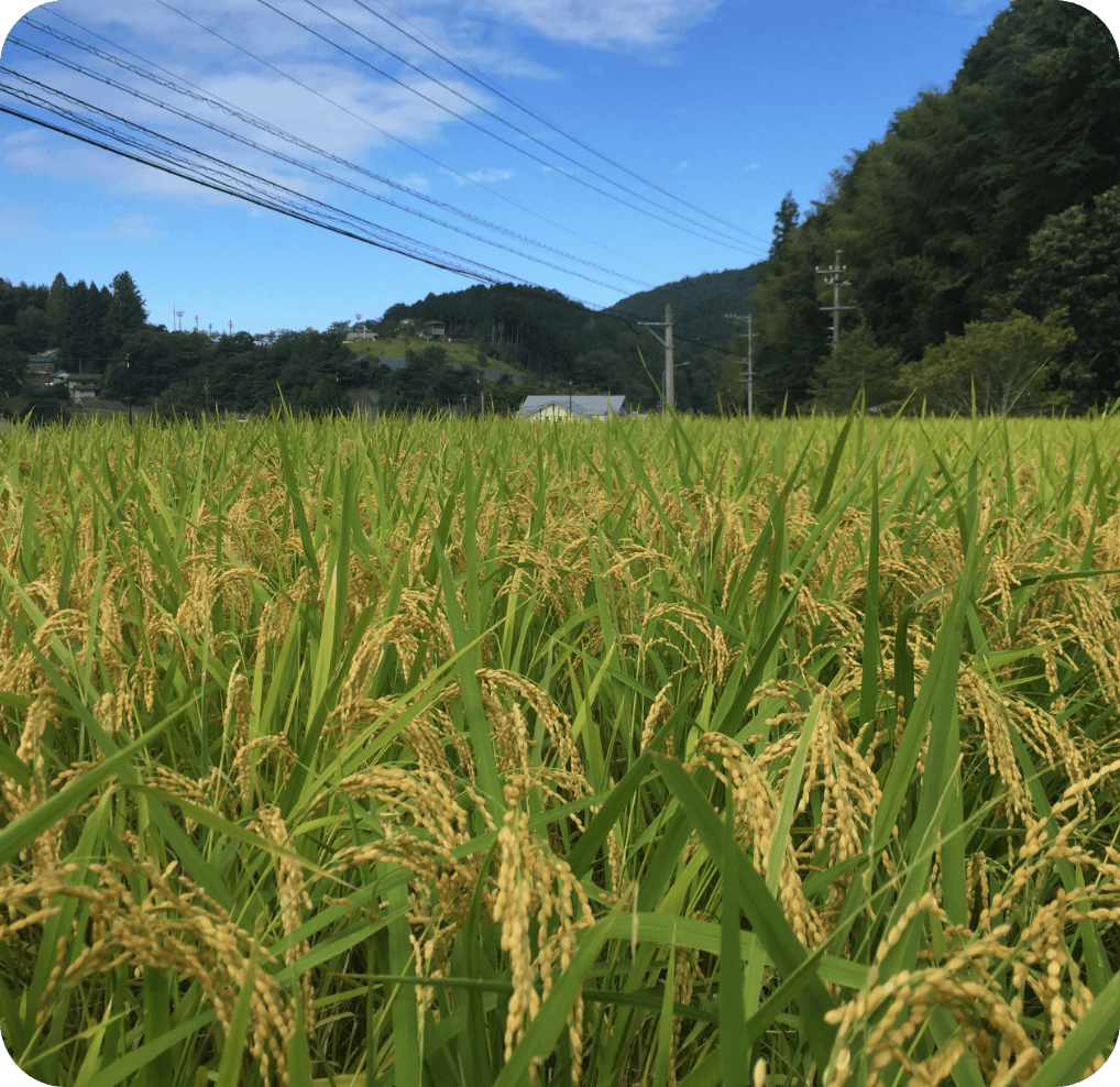 稲の写真です。